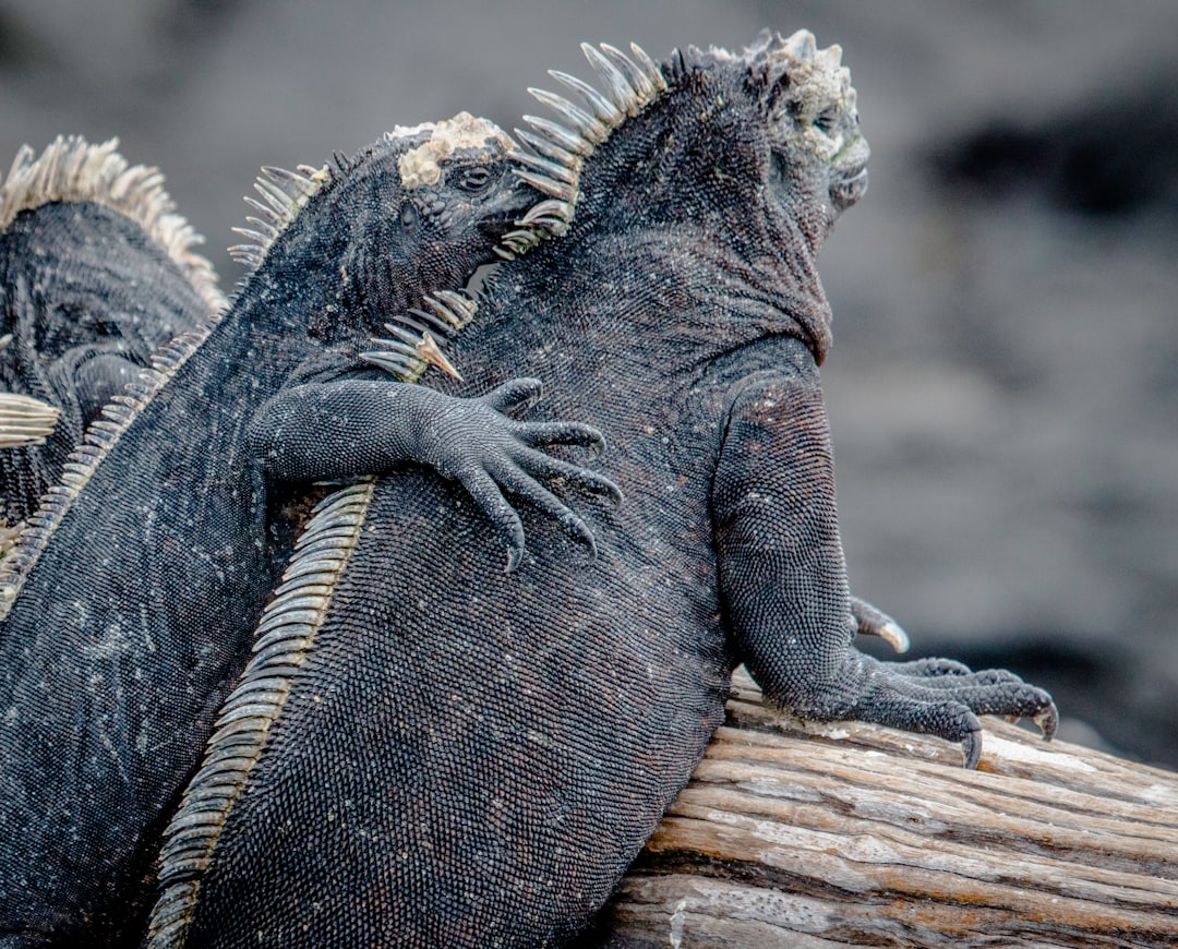 Photo Galapagos Islands