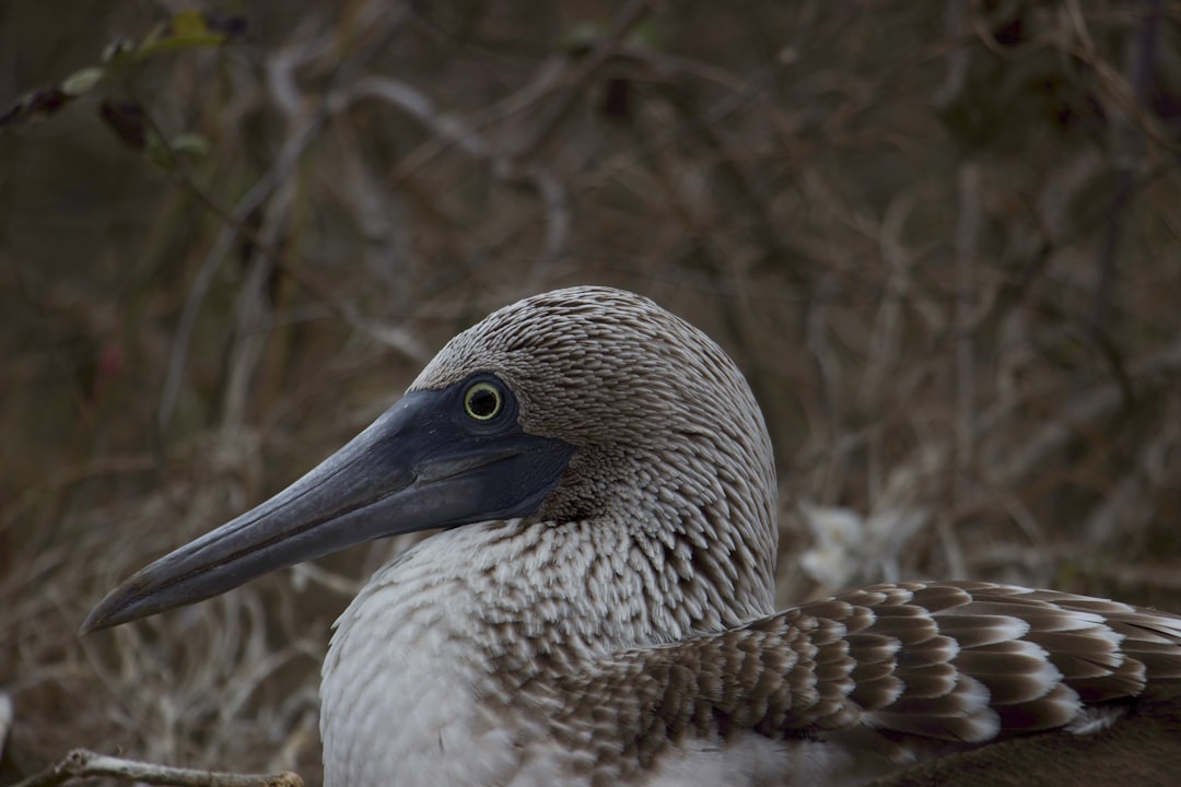 Photo Blue-footed booby