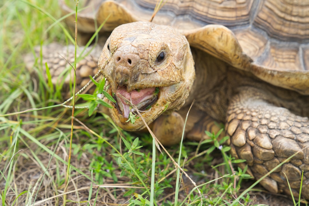 Photo Galapagos tortoise