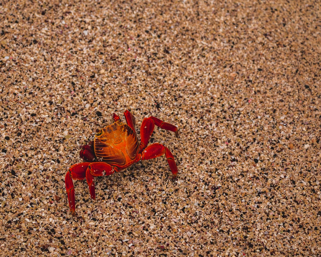 Local crafts from the Galapagos Islands: Tradition and Beauty.