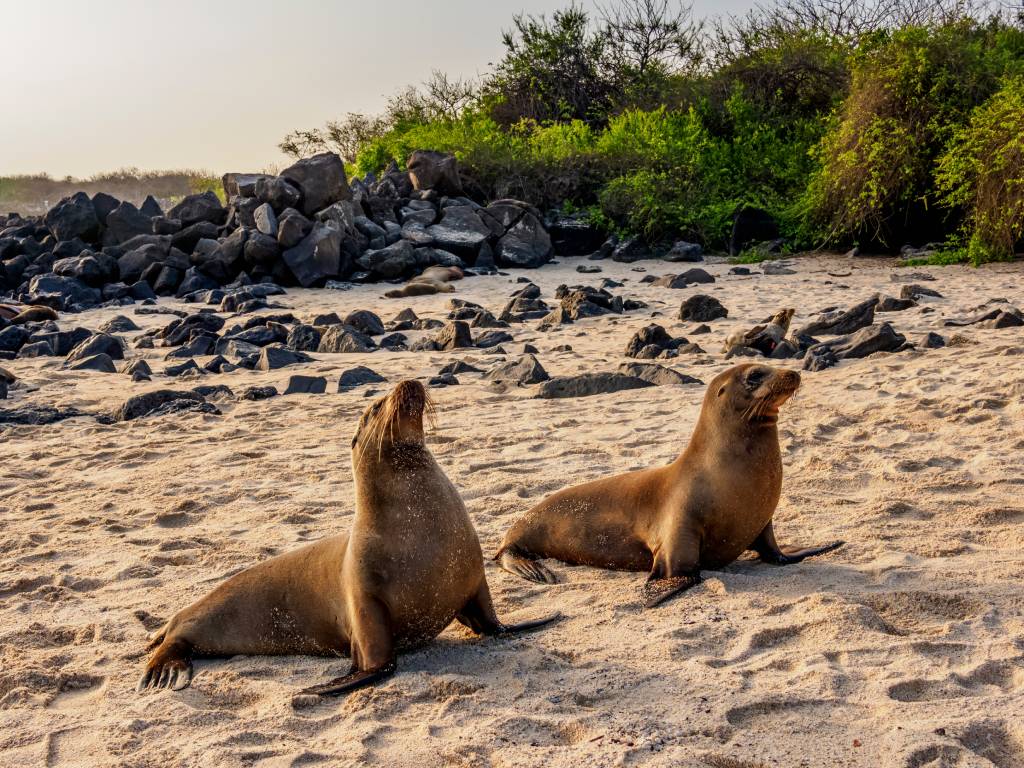 Discovering Galapagos Sea Lions