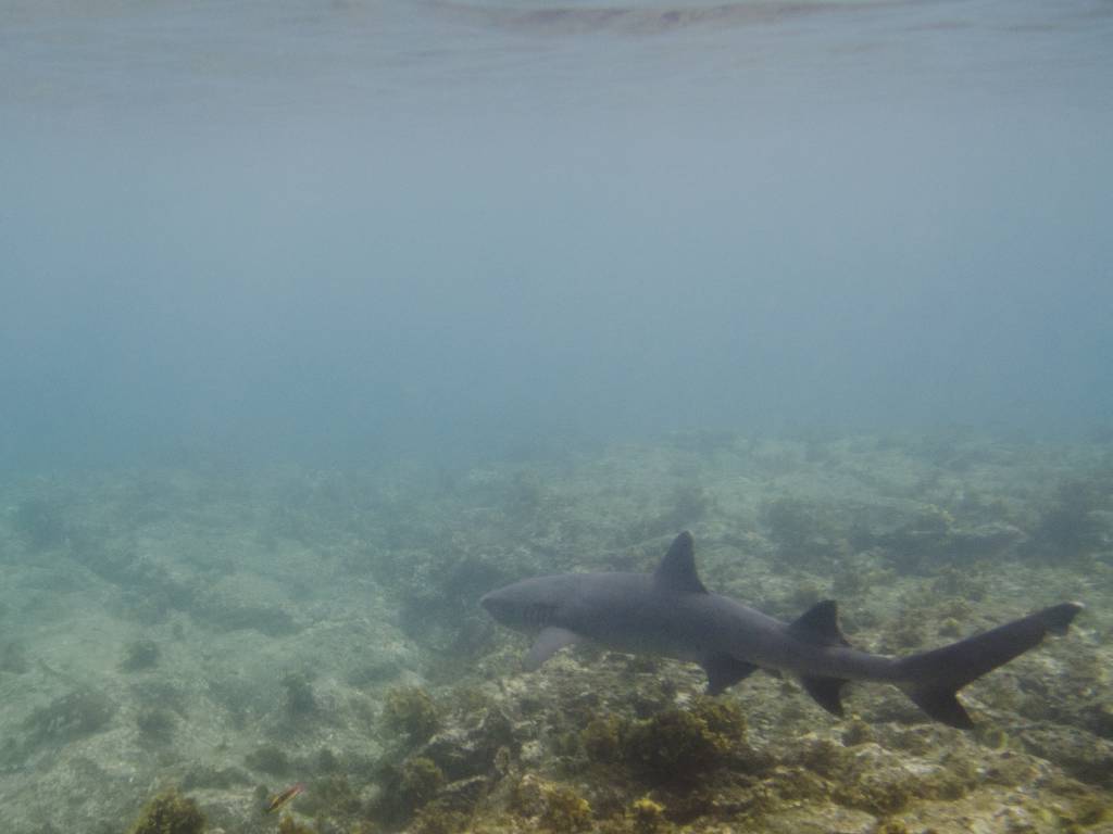 Exploring Galapagos Sharks: The Apex Predators of the Galapagos Islands