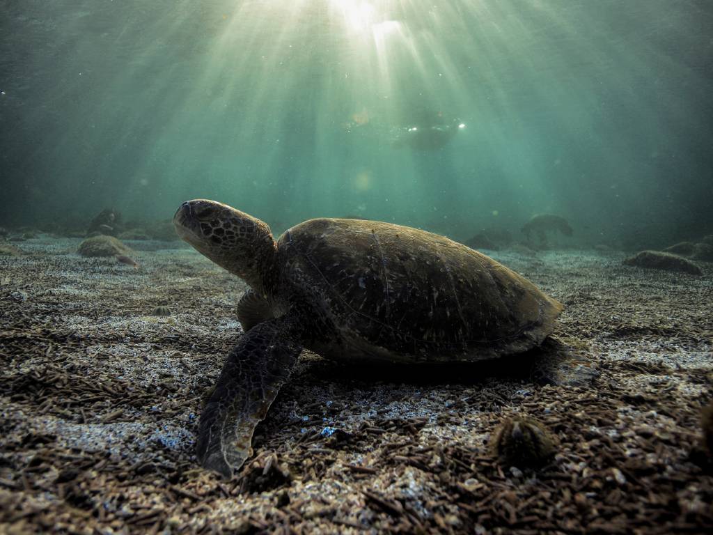 Exploring the Underwater Beauty of the Galapagos Islands through Snorkeling