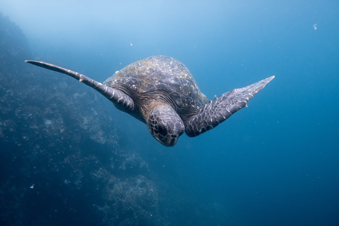 Exploring the Unique Biodiversity of the Galápagos: A Journey through Natural Selection