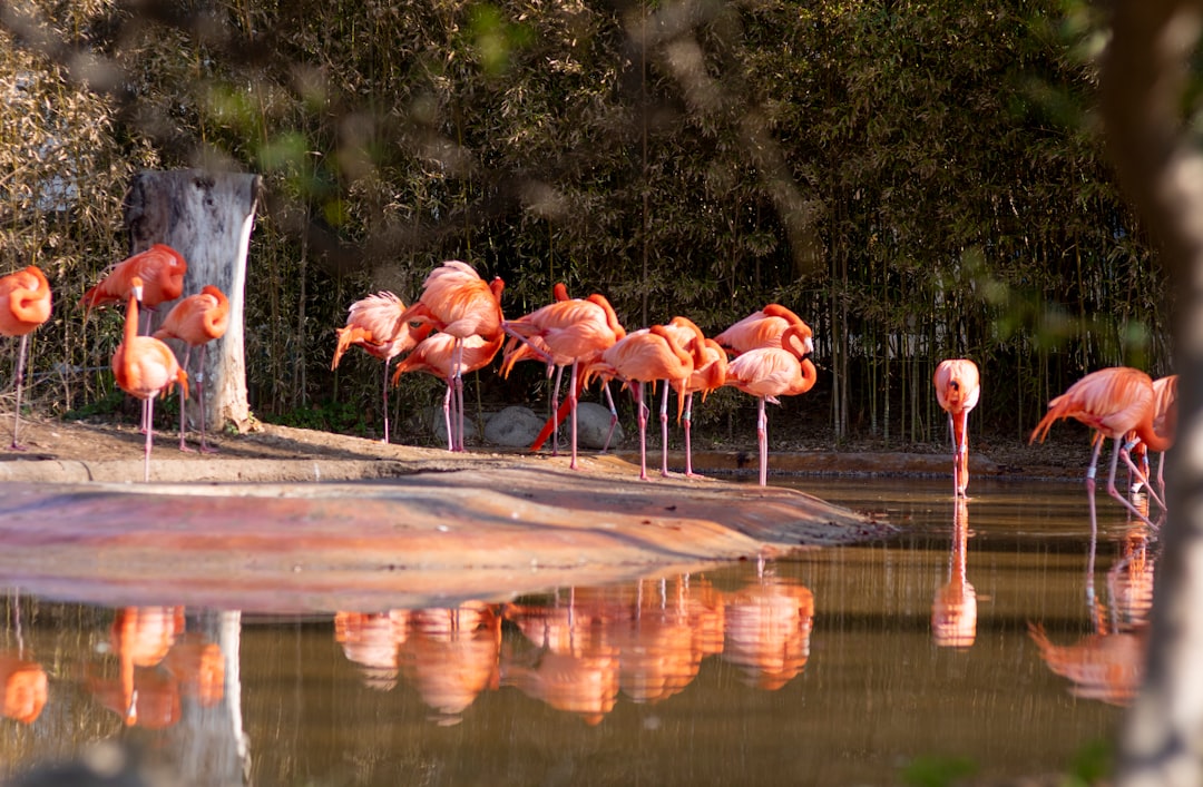 Photo Flamingo flock