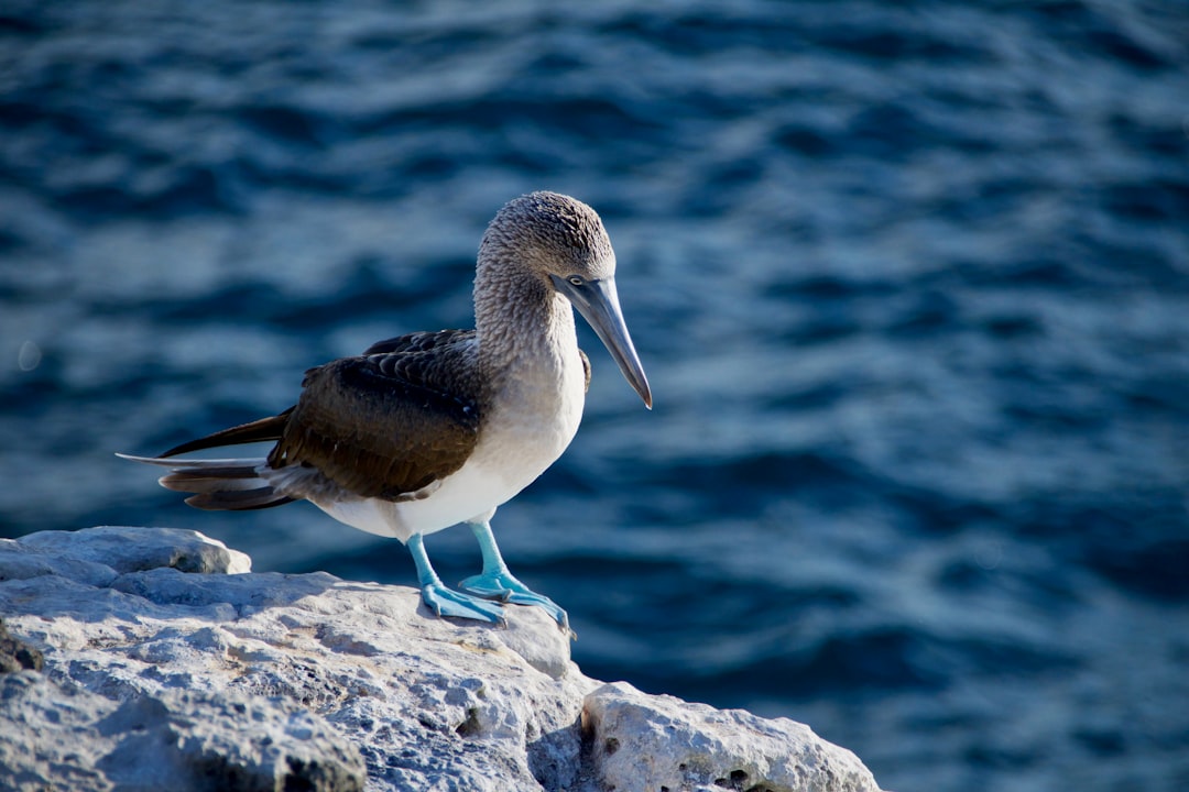 Nazca Booby Sighting in Galápagos