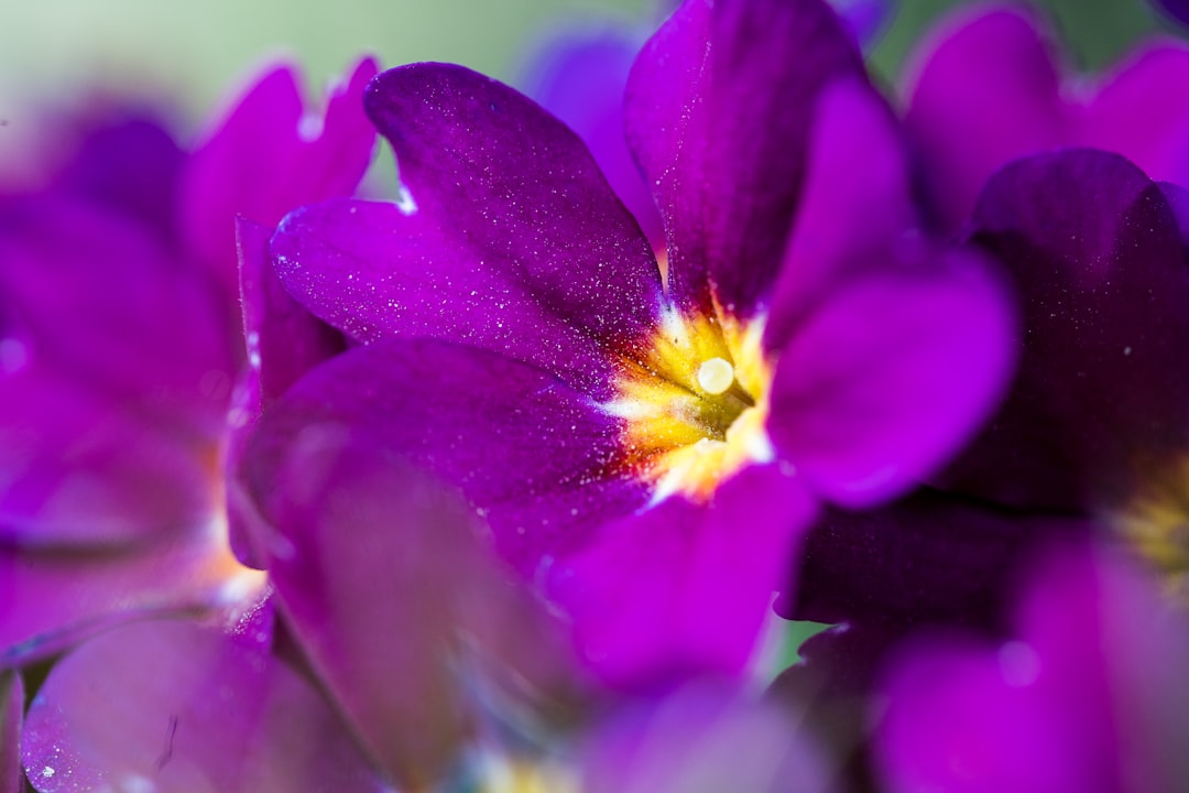 Photo Flourishing Flora