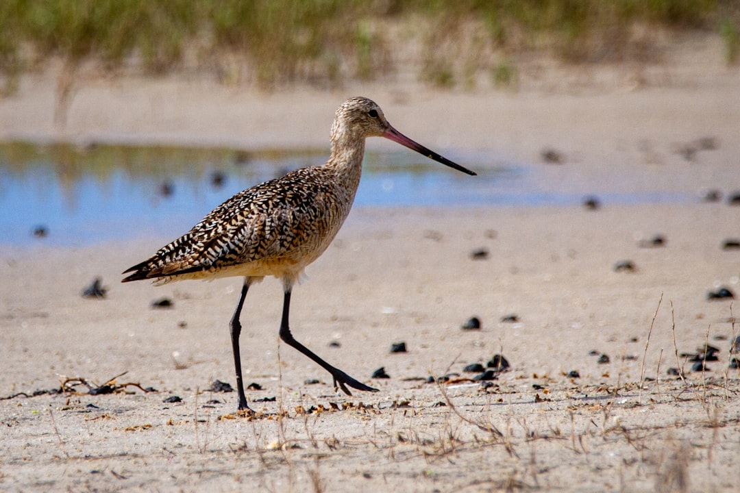 American Oystercatcher: Galapagos’ Coastal Icon