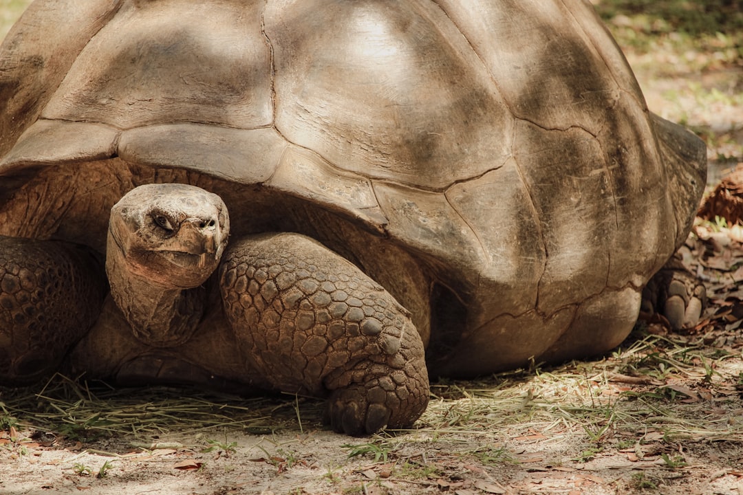 Exploring the Enigmatic Tortoise of Galapagos