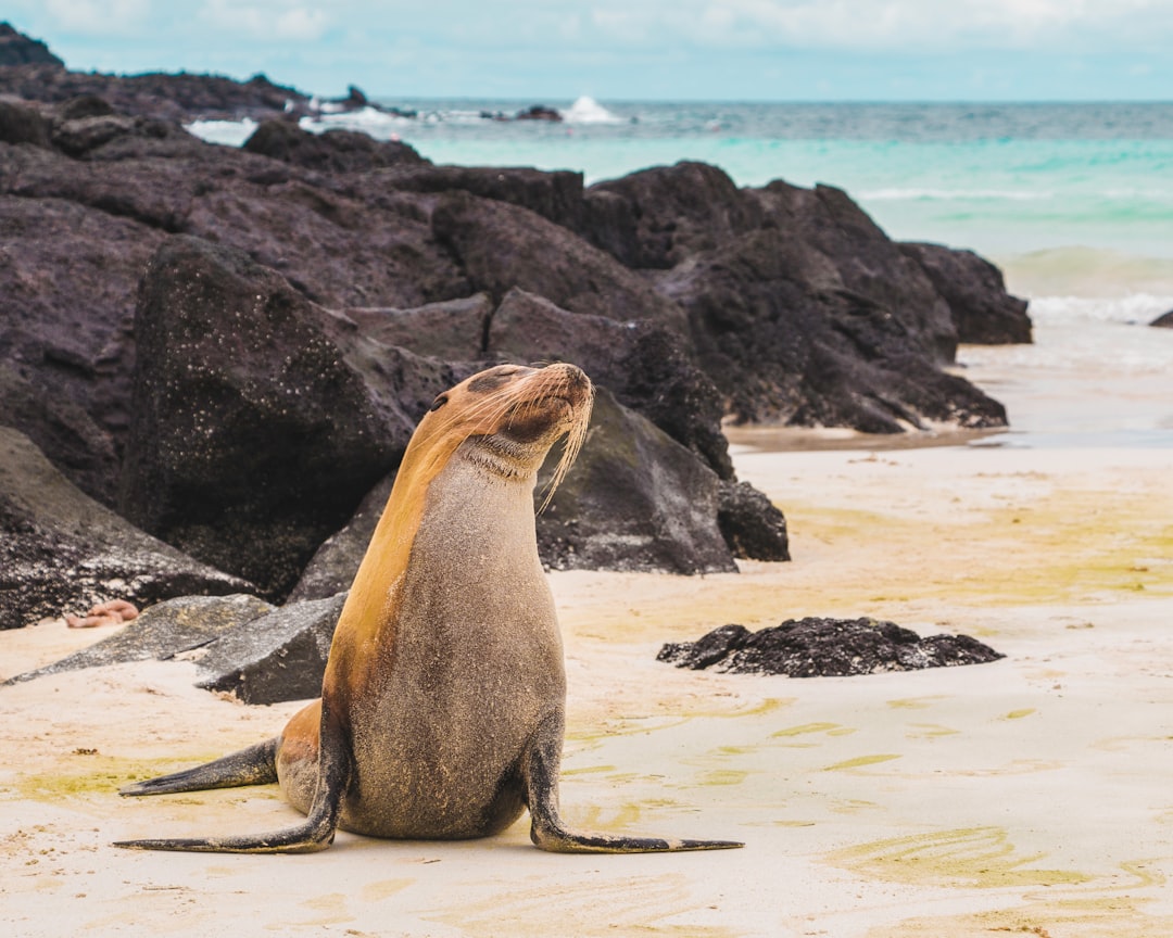 Penguins in the Galapagos: A Unique and Endearing Sight
