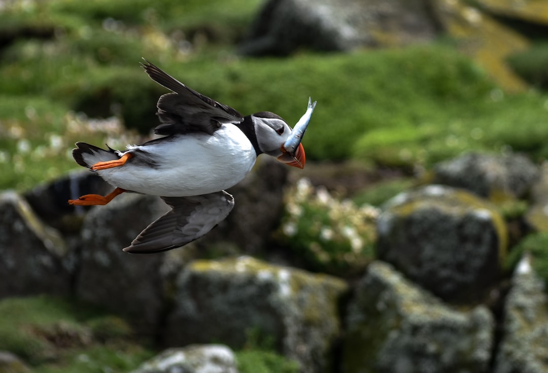 Photo Flying fish