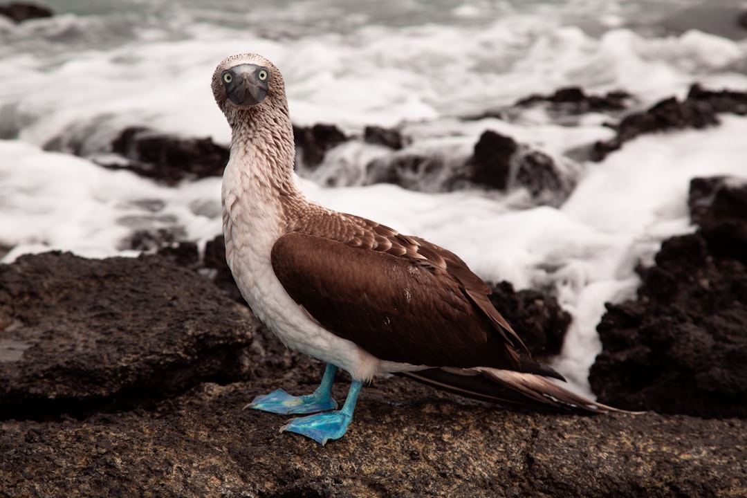 Discovering the Blue-Footed Birds of the Galapagos