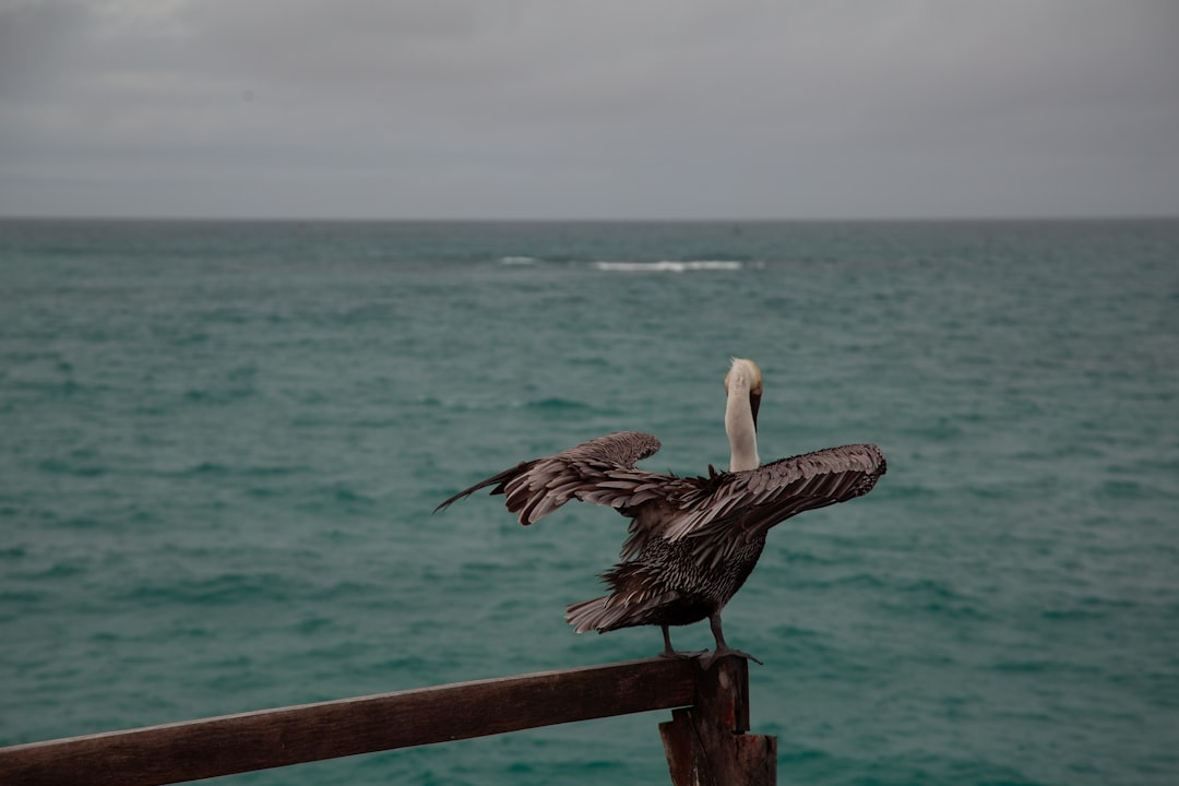 Photo Blue-footed booby