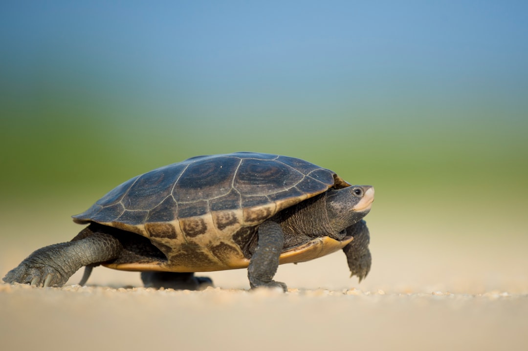 Photo Galapagos tortoise