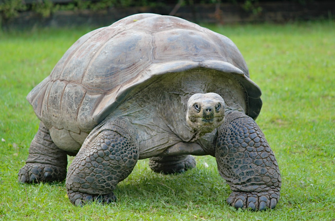Photo Giant tortoise