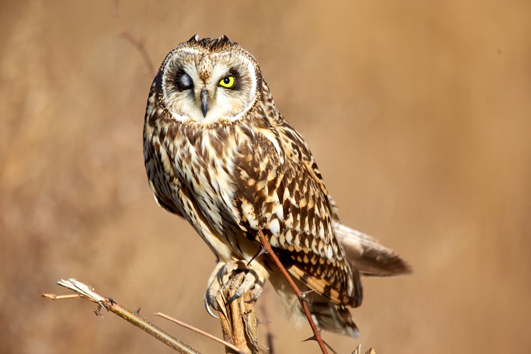 Photo Majestic bird