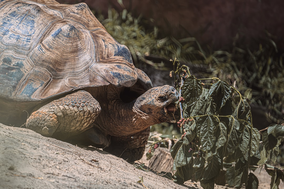 Discover Galapagos’ Unique Wildlife