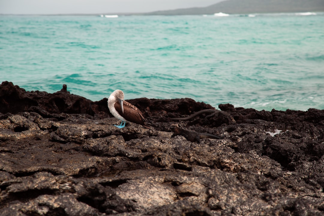 Exploring the Unique Marine Iguanas of Galapagos