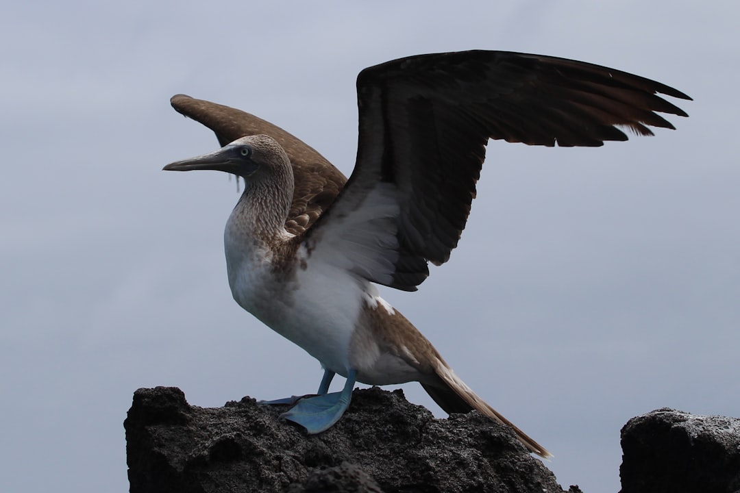 Exploring Galapagos Sea Birds: A Fascinating Avian Adventure