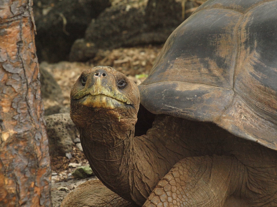 Photo Galapagos Tortoise