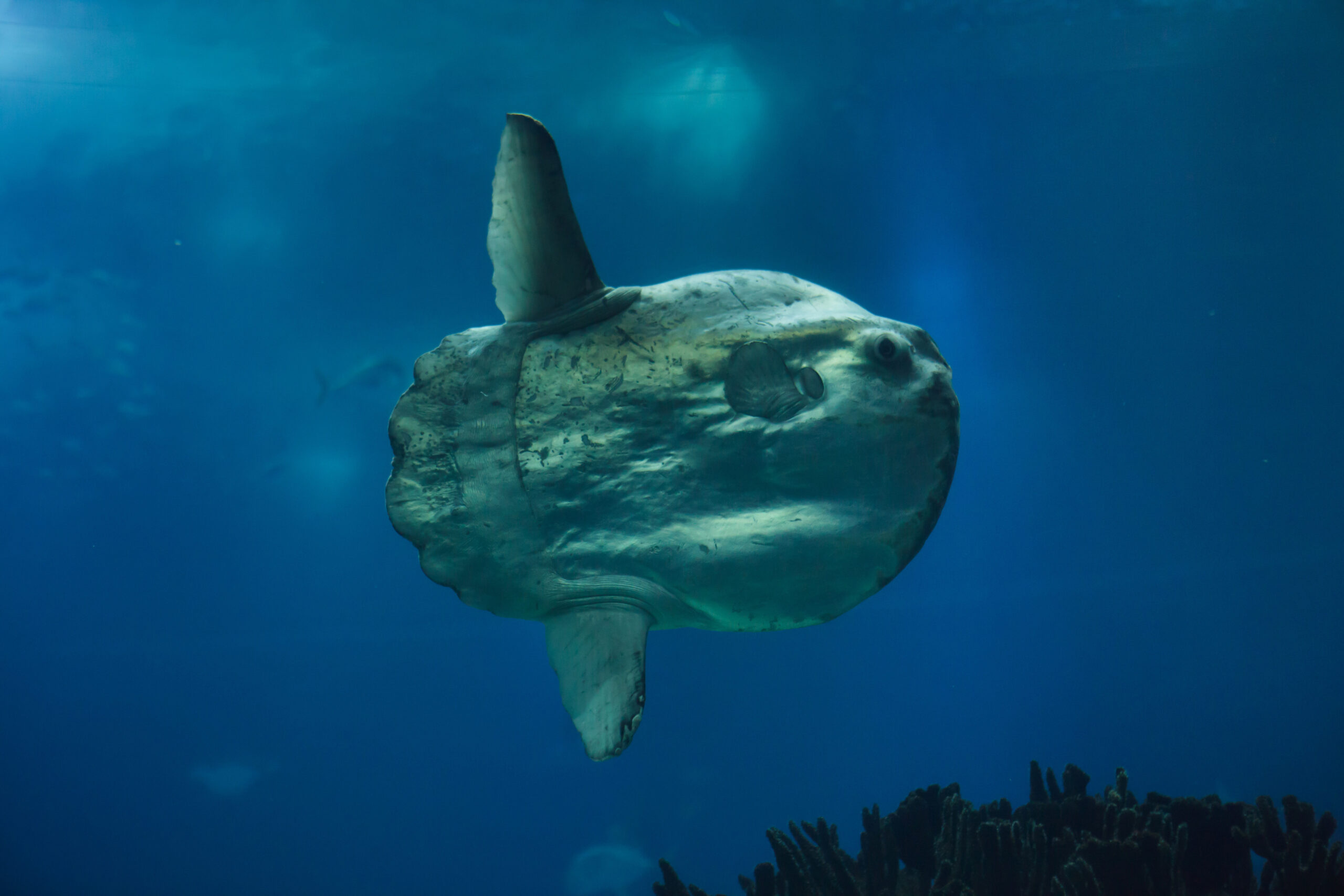 The Splendor of the Ocean Sunfish